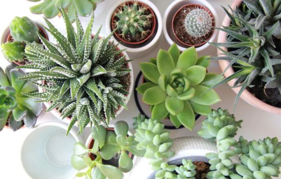 Tu jardín botánico en el bolsillo
